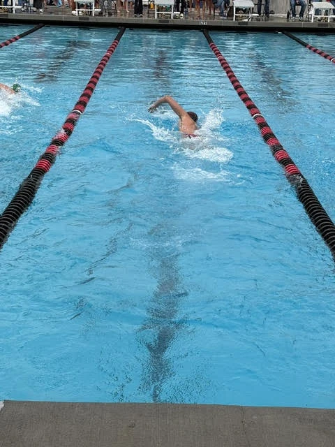 Sammy swimming freestyle in a marked pool lane